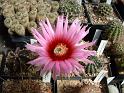 Echinocereus fitchii SB861